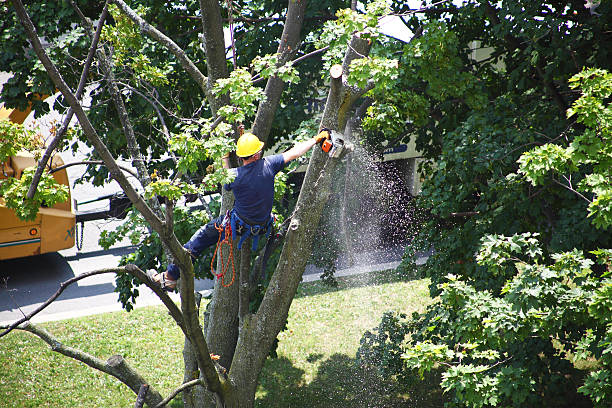 Trusted Albany, MO Tree Services Experts