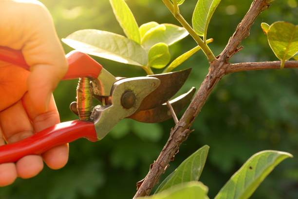 How Our Tree Care Process Works  in  Albany, MO